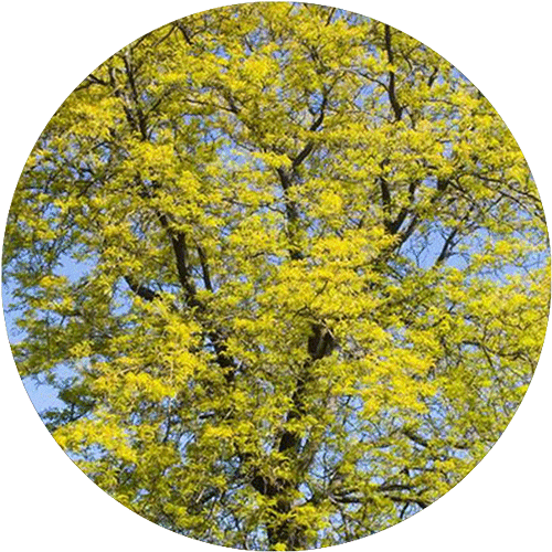 A Sunburst Locust tree.